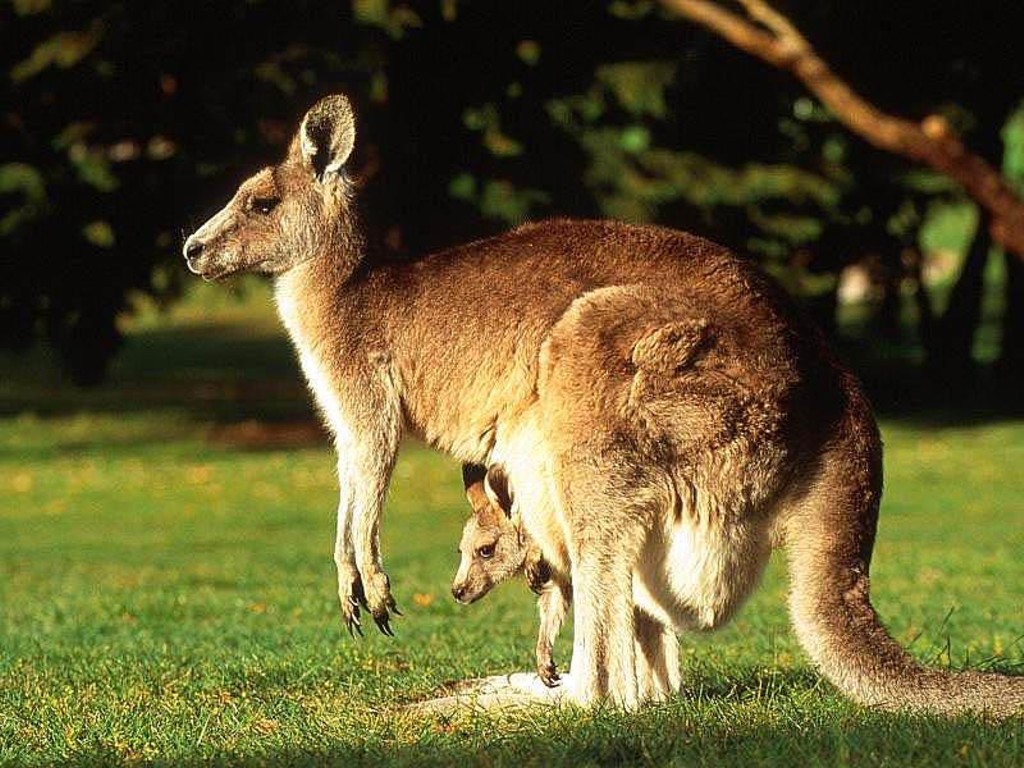 Kangaroo Wallpapers | Fun Animals Wiki, Videos, Pictures, Stories