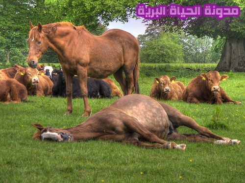 مدونة الحياة البرية blogger