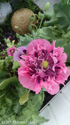 Poppies (Papaver, spp.) 