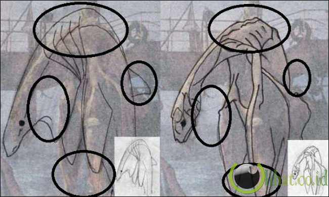 Perbandingan Bangkai dengan Paus (kanan), Perbandingan bangkai dengan Plesiosaurus (kiri) Perbandingan Bangkai dengan Paus (kanan), Perbandingan bangkai dengan Plesiosaurus (kiri)