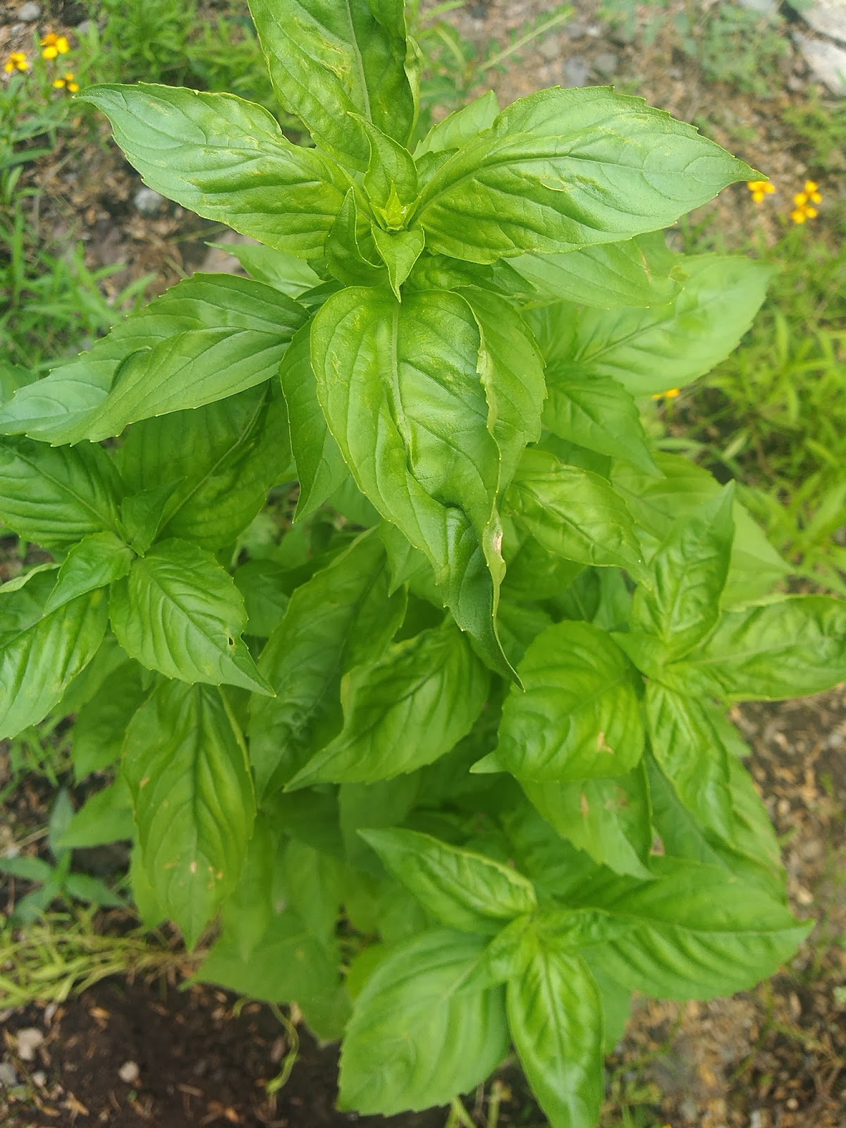 Basil, a Powerful Antibacterial Plant and Source of Healthbenefiting