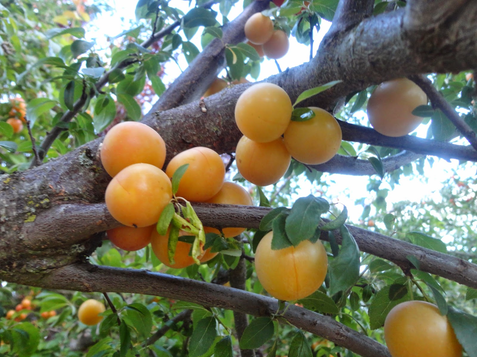 El Terrao - Dos urbanitas en el campo: CIRUELAS DEL PRUNUS CERASIFERA;