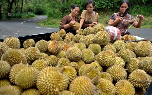 TIps Pilih Durian ~ pnpm trenggalek