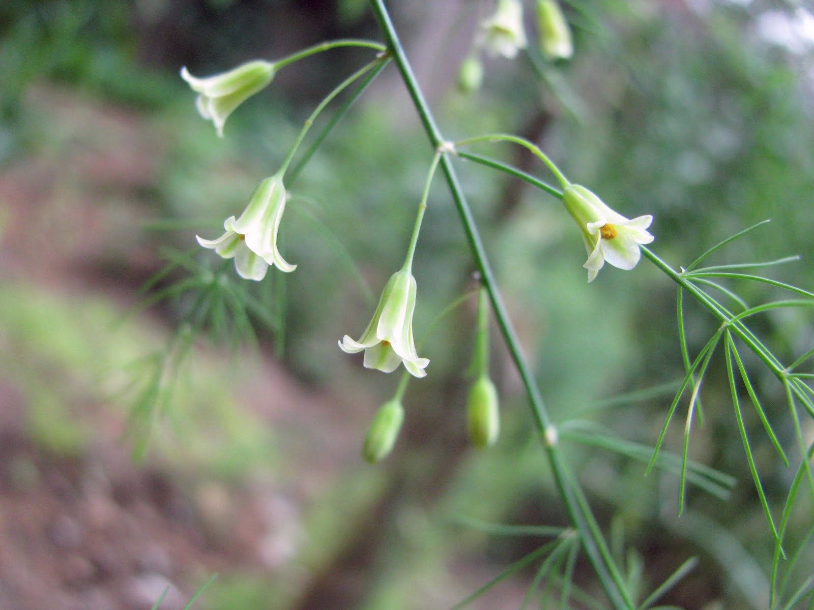 Glass Notes Asparagus Flowers