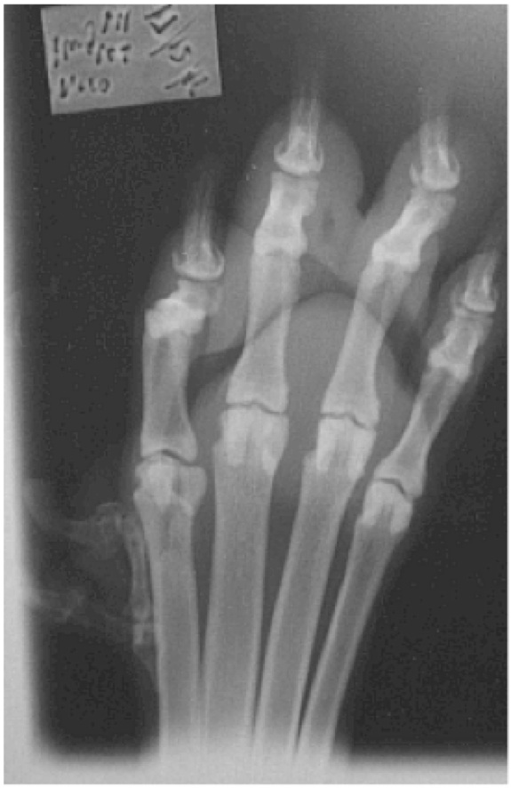 Colorado Great Pyrenees Rescue Community What's up with the extra toes?