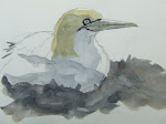 Seabird drawing 2012