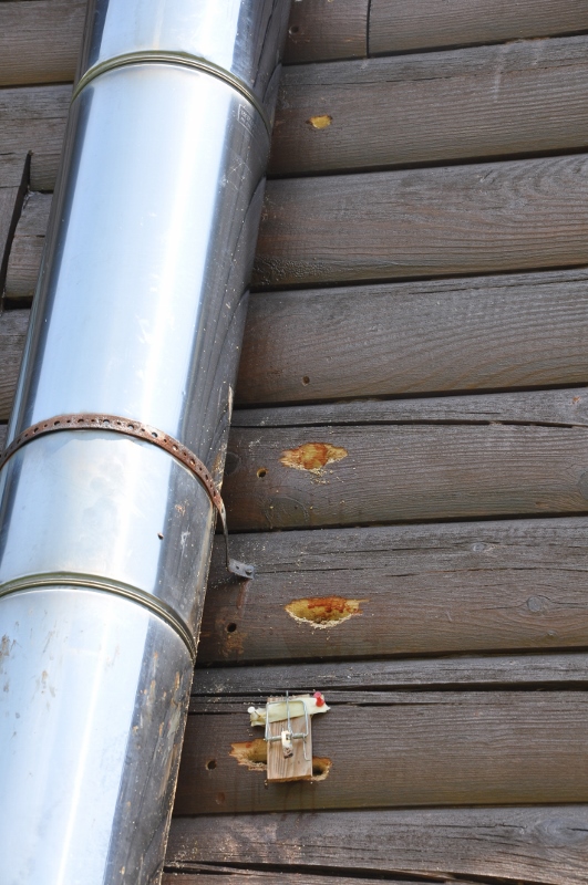 Woody the Woodpecker Comes to Call