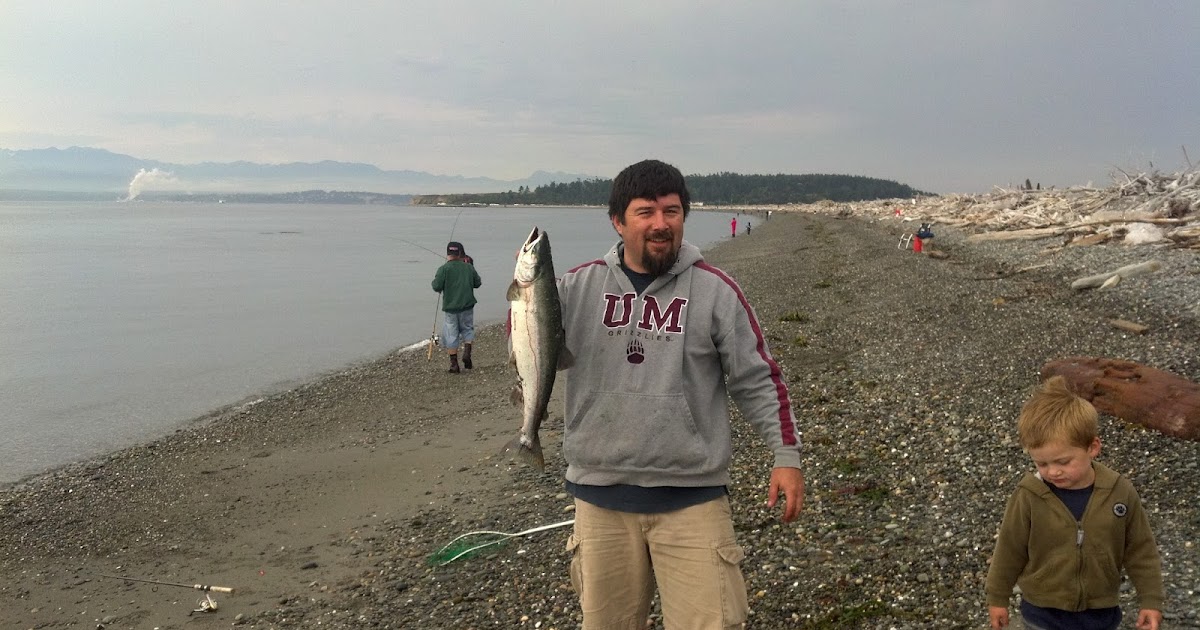 Northwest Foraging Pink Salmon Catching and Eating Humpys from Whidbey Island