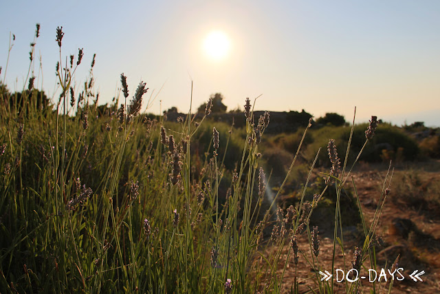 Lavendel im Sonnenuntergang