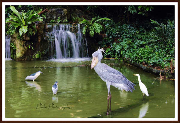 பறவைகள் பூங்கா புகைப்படங்கள் -சிங்கப்பூர் (BIRD PARK SINGAPORE) -Part-1  Birds+park+post-1+(9)