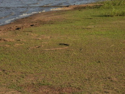 Grass growing on beach during drought. Truman Lake, Sparrowfoot Campground