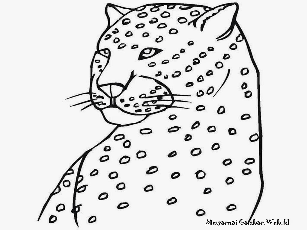 Mewarnai Gambar Cheetah Hidung