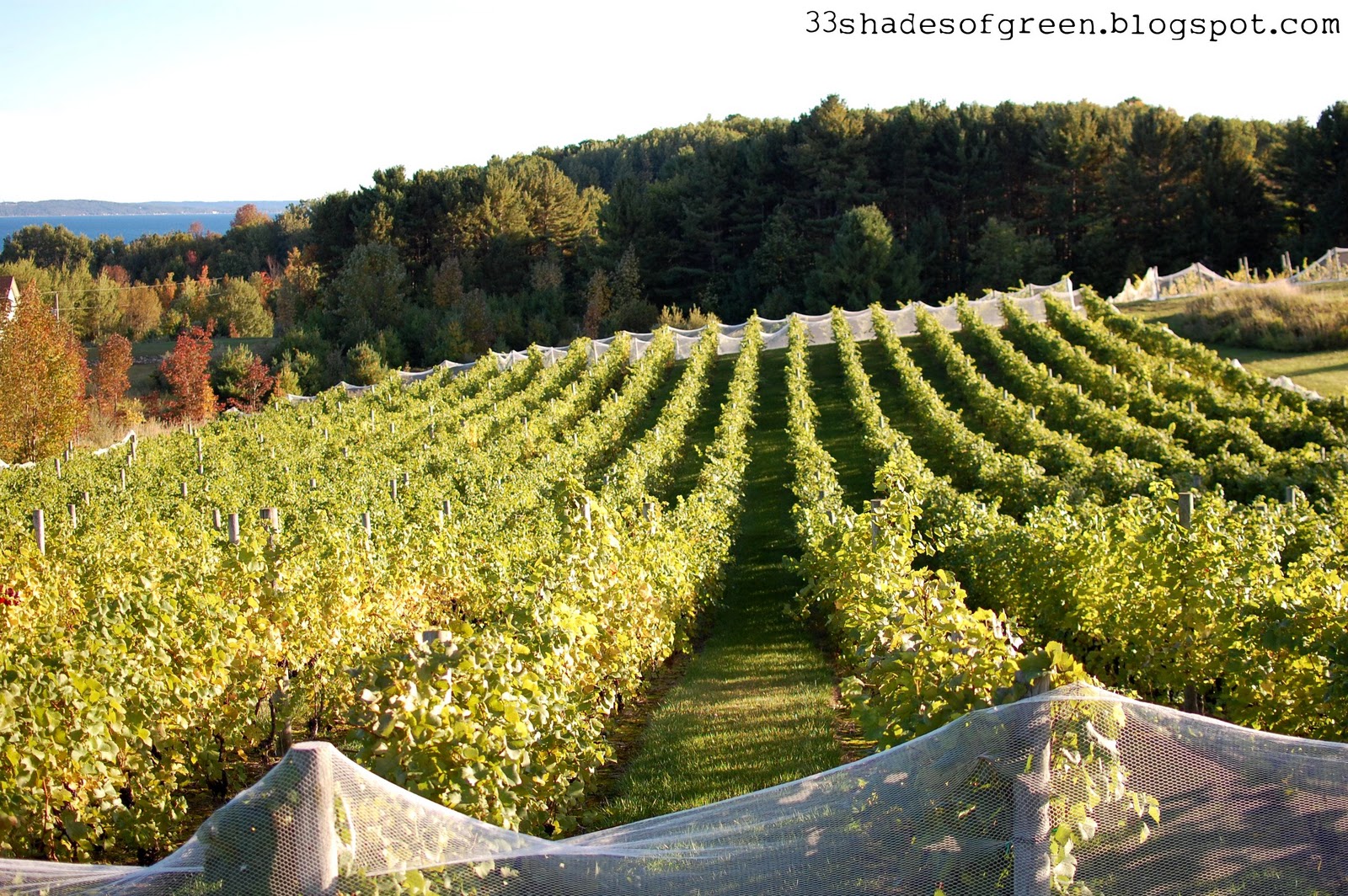33 Shades of Green Wine Tasting Pure Michigan Style