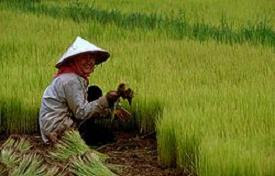 Vietnamese takeover the Cambodian farmlands and exporting rice to foreign countries.