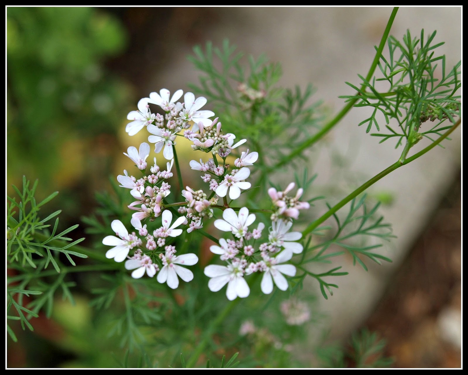 Mark's Veg Plot Coriander / Cilantro