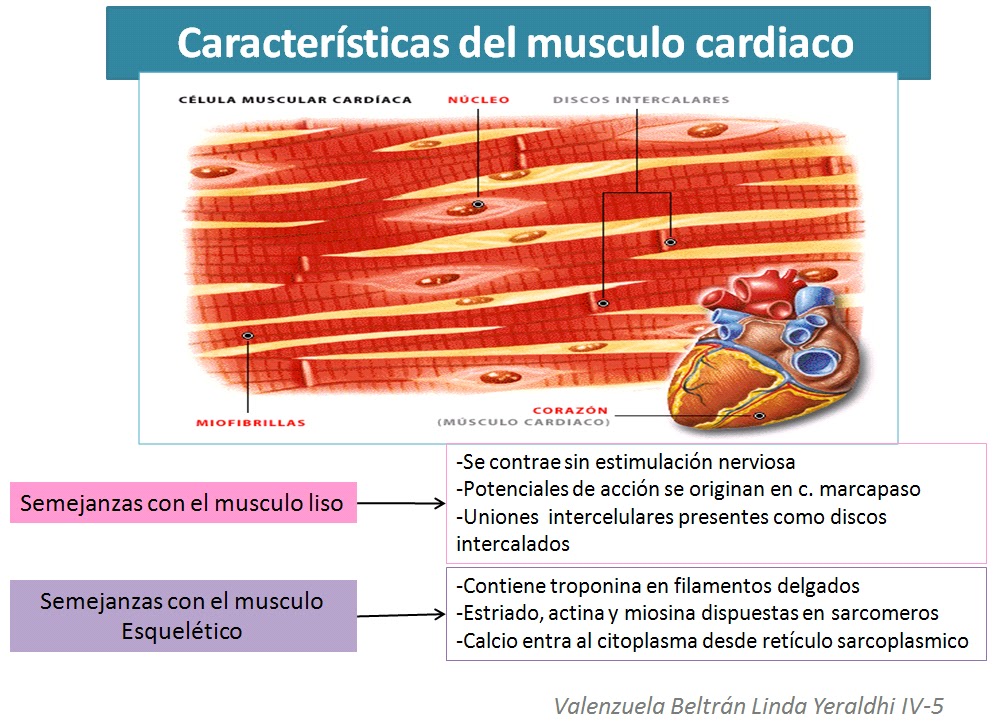 musculo cardiaco