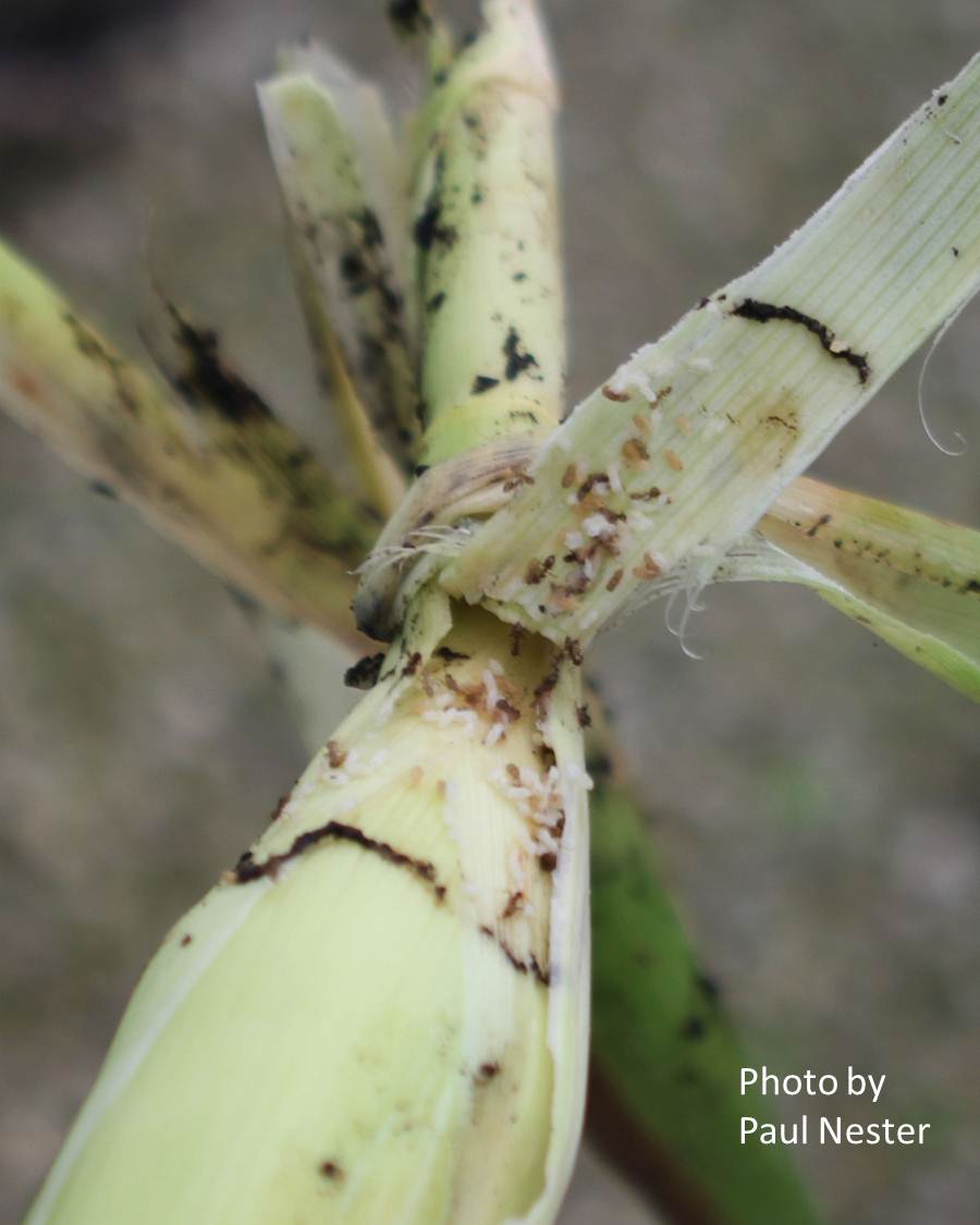 Dr. Fire Ant's Musings Rasberry crazy ant in urban gardens!