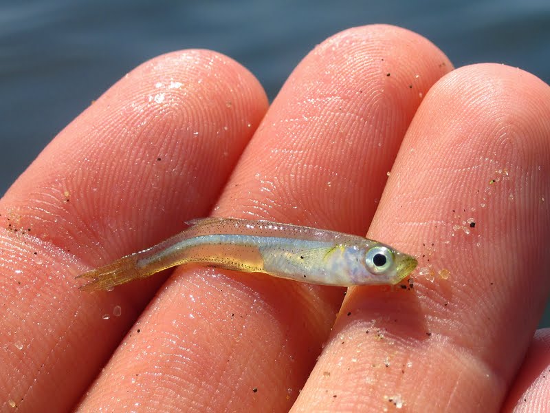 Nature on the Edge of New York City Plenty of Bay Anchovies in the Water