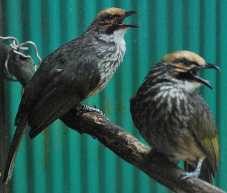 Sangkar Kicau Bird Farm Dunia Burung Kicauan Menjual Berbagai