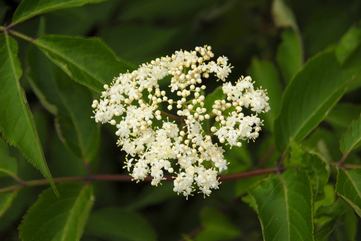 Missouri Beginning Farming Elderberries