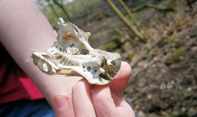 woodland discovery animal skull