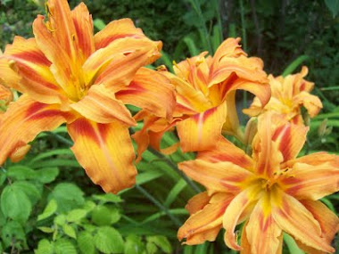 MY DOUBLE DAYLILIES