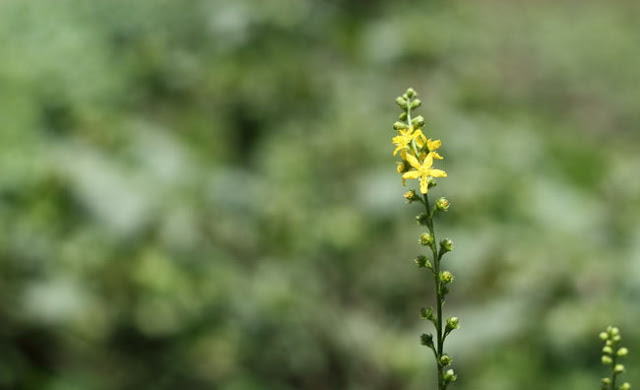 Agrimony Flowers Pictures