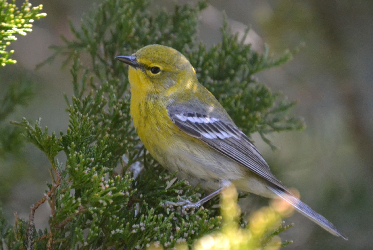 Woods Walks and Wildlife A Pine Warbler Up Close