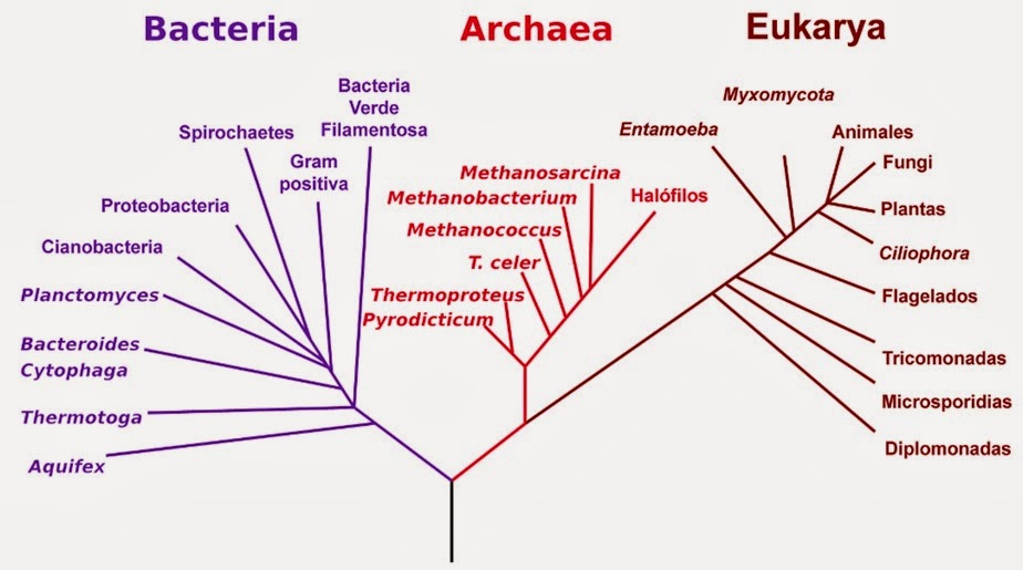 Biologia microbiana Biologia microbiana