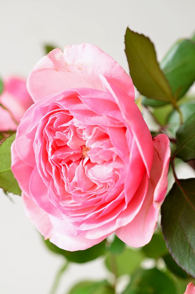 Heart of Gold Petal by Petal Rosa 'Maria Theresa