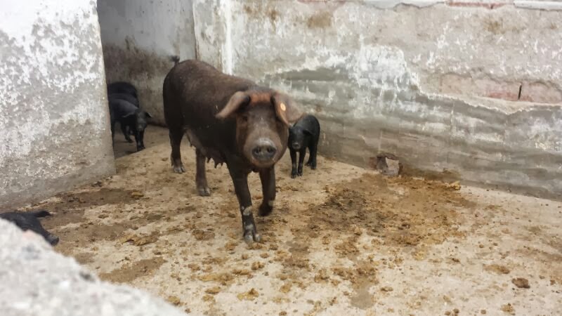 vaciado de fosas septicas Madrid www.acropolys.es
