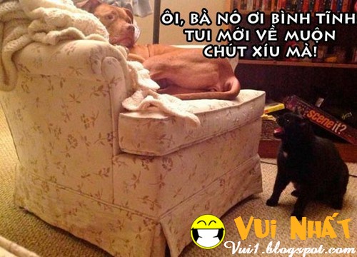 Ảnh vui động vật bị cho nhịn đói vì hư Ảnh vui động vật bị cho nhịn đói vì hư