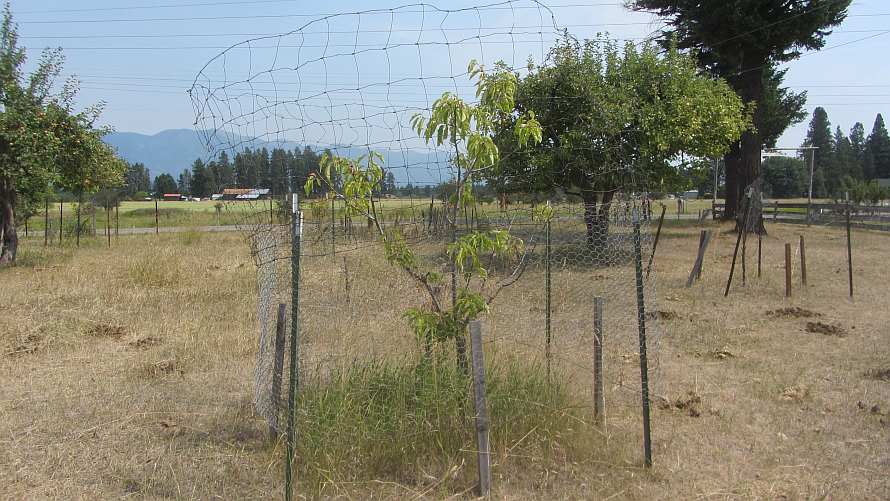 Life among the Tall Pines Protecting trees from the horses