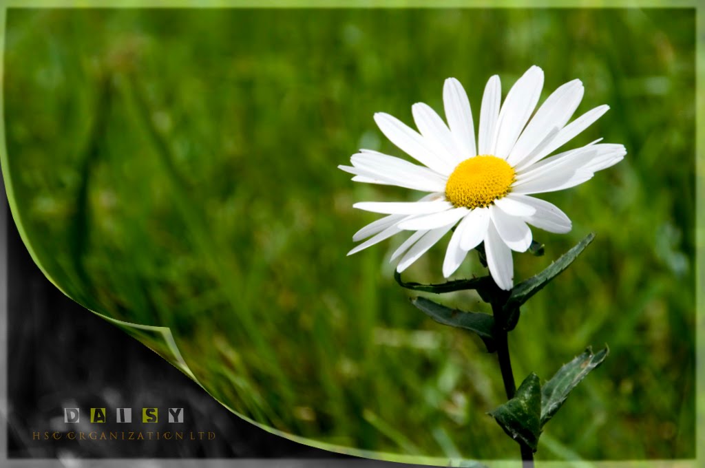 Gambar Bunga Daisy