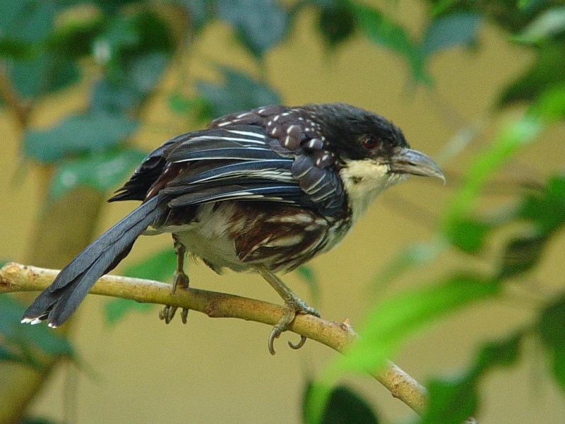 Gambar Burung Kicau Gambar Burung Kicau
