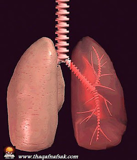 r lungs حقائق مذهلة عن جسم الإنسان