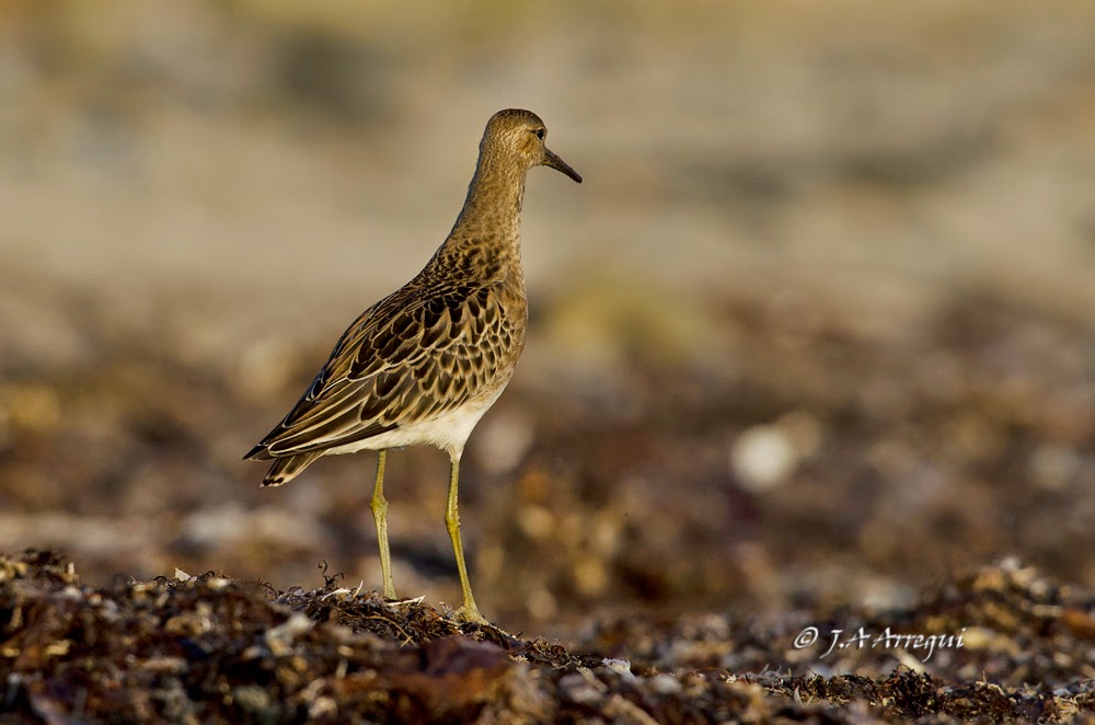 Combatiente, Philomachus pugnax, Ruff Combatiente, Philomachus pugnax, Ruff