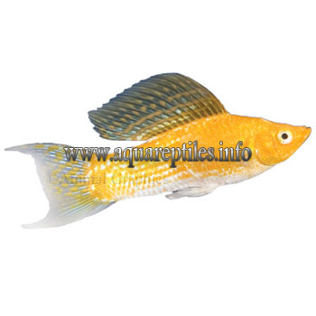 house Possible Tank Mates: goldfish tank mates. house Possible Tank Mates: