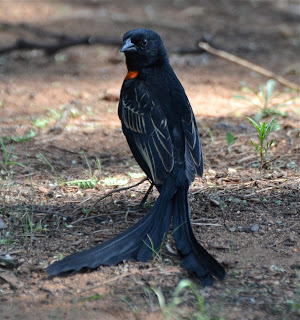 Red-Collared Widowbird