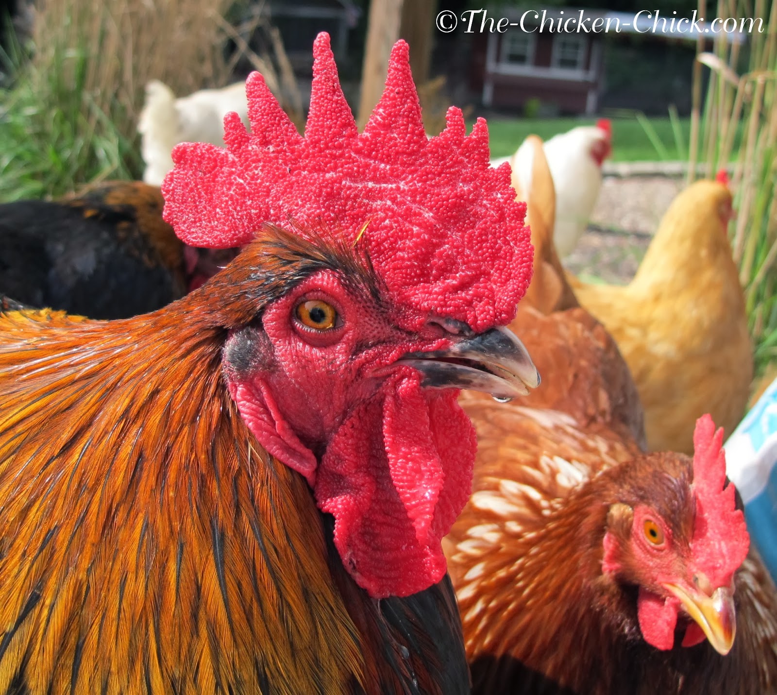 Frostbite in Backyard Chickens Causes, Treatment & Prevention The