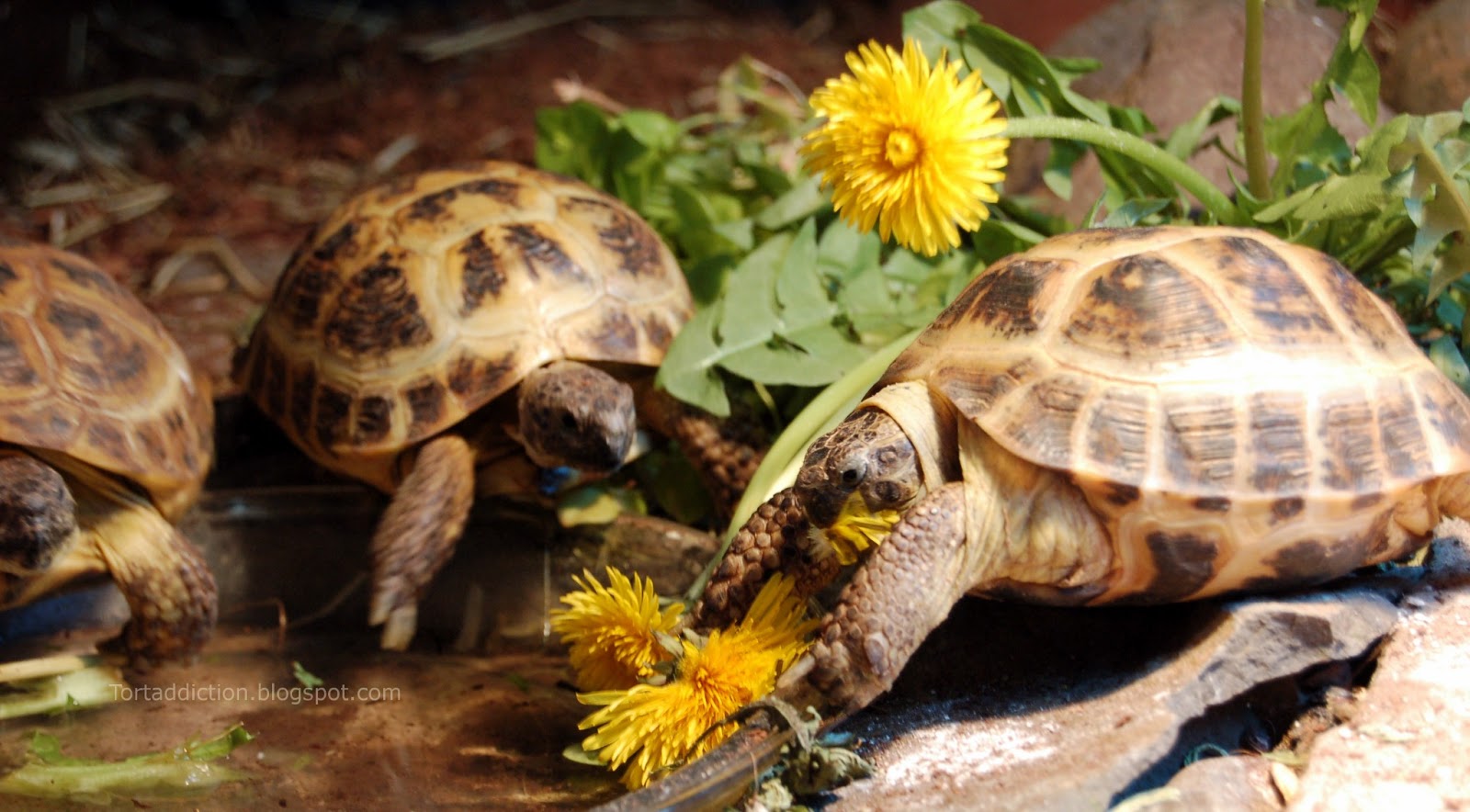 What Food Can A Russian Tortoise Eat at Lewis Sanchez blog
