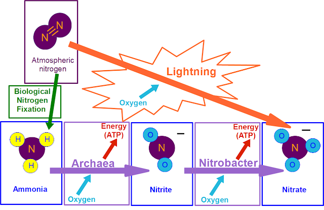 Simple Diagram Showing Nitrogen Cycle