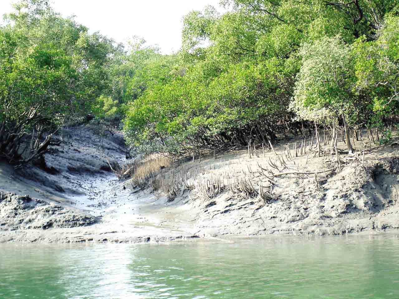 the sundarban forest The climate in sunderbans is generally soothing and pleasant ordinarily, the climate in sunderbans ranges from 34 °c and 20 °c, and the rainfall is extremely high. the sundarban forest The climate in sunderbans is generally soothing and pleasant ordinarily, the climate in sunderbans ranges from 34 °c and 20 °c, and the rainfall is extremely high.