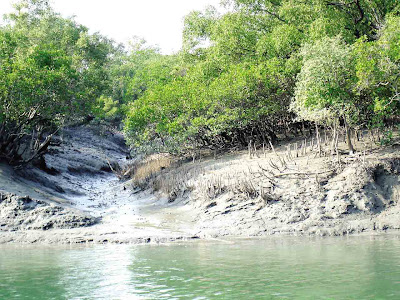 (Bangladesh and West Bengal  - India) – Sundarbans