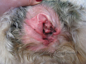 How Much Does It Cost To Clip Dogs Ears How Much Does It Cost To Clip Dogs Ears