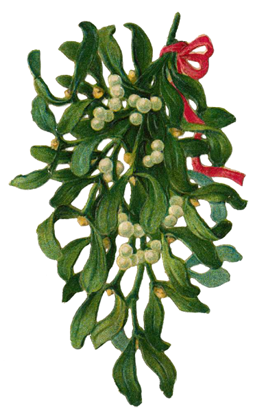 Mistletoe wallpapers Hibiscus Flowershop Blog: Kissing Under Mistletoe