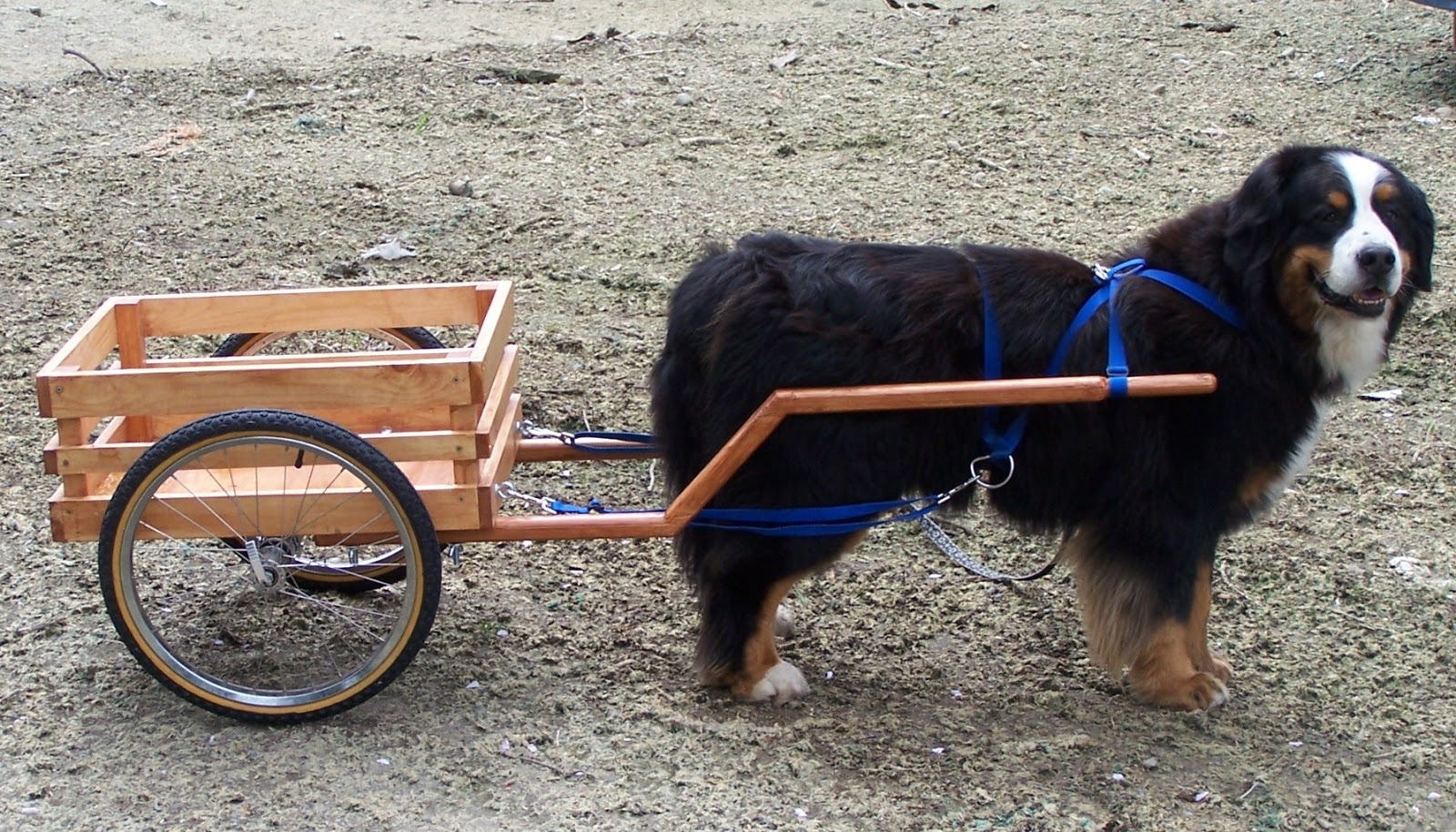 How To Make A Dog Cart For Dog To Pull How To Make A Dog Cart For Dog To Pull