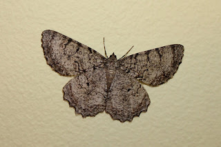 Common Gray moth