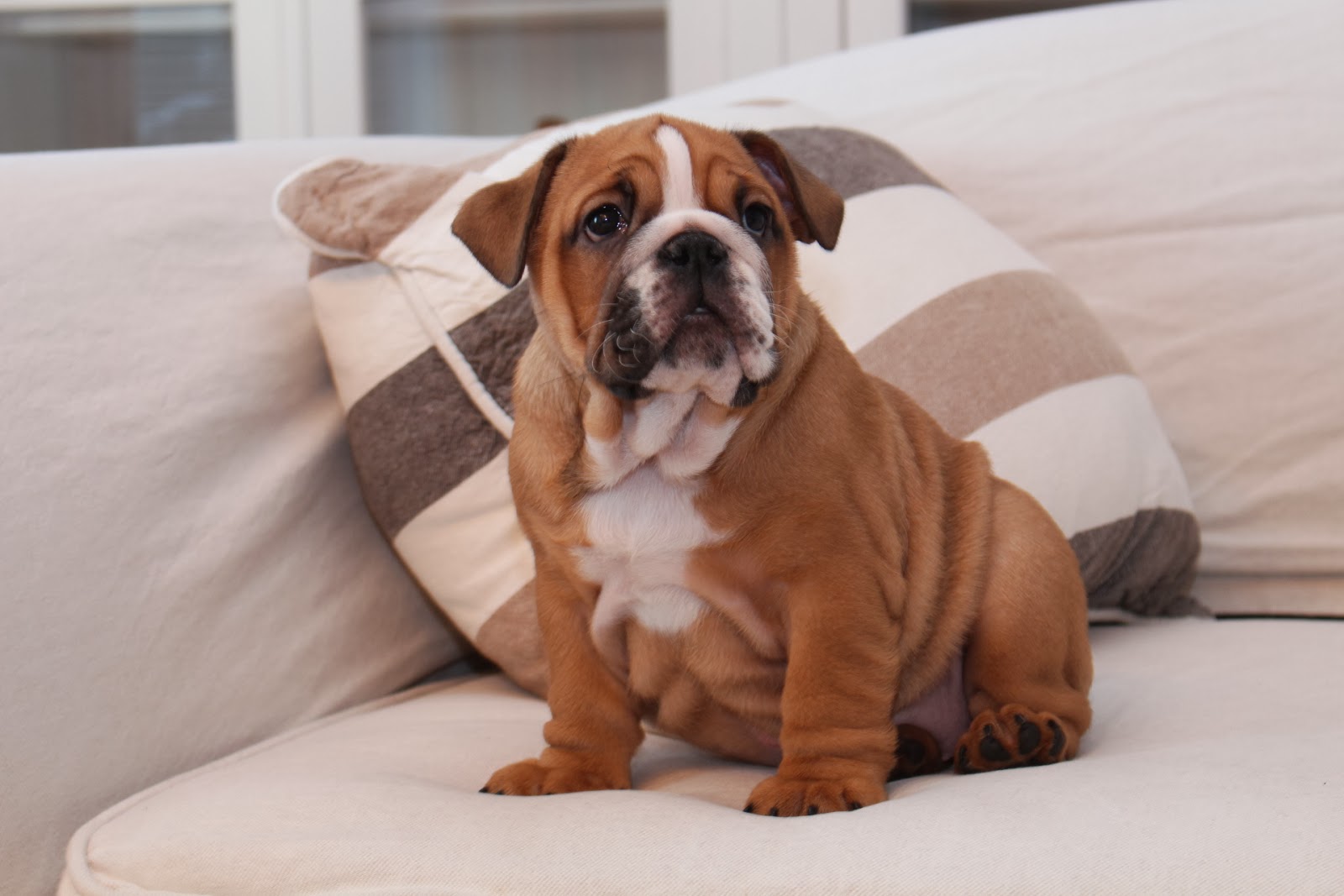 Englanninbulldoggi Hilma: Sohvasöpöstelijä