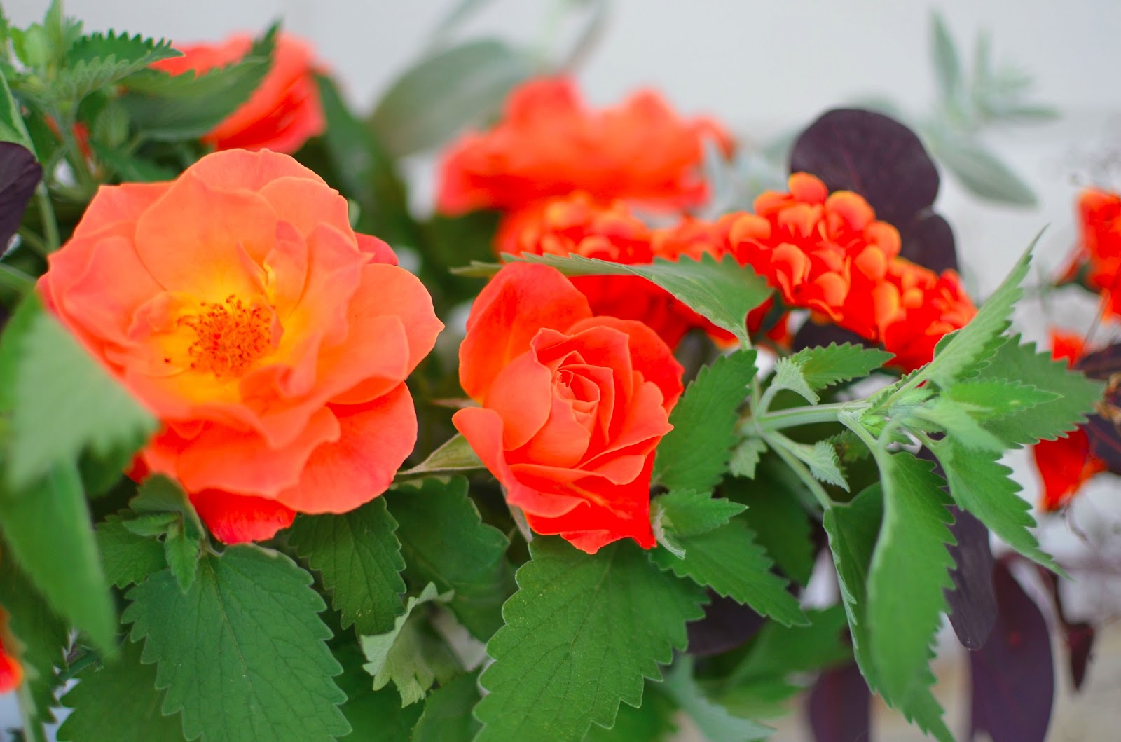 Real Orange Roses Real Orange Roses